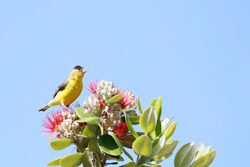 Wall Mural - hooded oriole