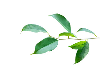 Wall Mural - Green leaves branch isolated on white background with clipping path.