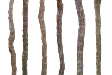 Wall Mural - collection of branches grapevine isolated on white background with clipping path.