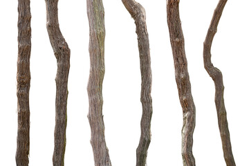 Wall Mural - collection of branches grapevine isolated on white background with clipping path.