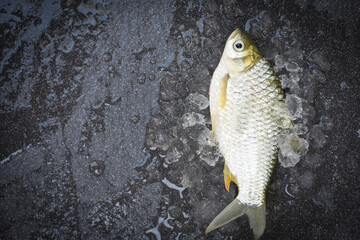 Wall Mural - Fresh fish top view, Silver Barb fish on ice,  Java Barb Carp Fish on market food on dark background