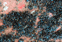 A Cluster Of Small Blue Zebra Mussels And Barnacles Attached To The Bottom Hull Of A Red Metal Ship. The Vessel Has Corrosion And Worn Paint. The Small Shells Are Attached By Their Root Threads.