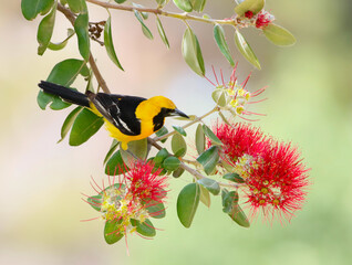 hooded oriole
