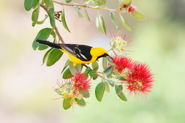 Wall Mural - hooded oriole