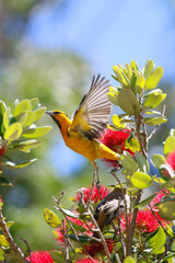 Wall Mural - hooded oriole