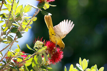 Wall Mural - hooded oriole