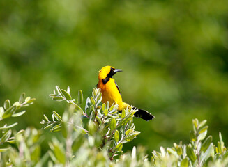 Wall Mural - hooded oriole