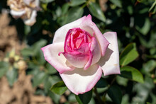 'Princesse De Monaco' Rose Flower In Field, Ontario, Canada. Scientific Name: Rosa 'Princesse De Monaco'. 
