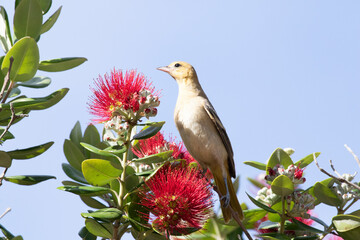 Wall Mural - hooded oriole