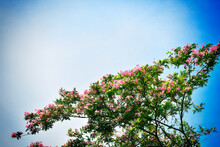 Pink Flower On Tree In Blue Sky Background