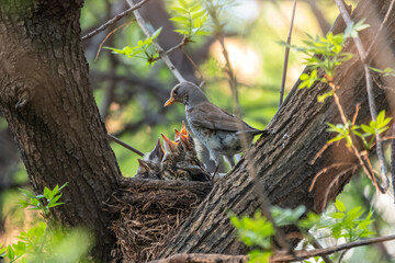 Thrush fieldfare, Turdus pilaris, in a nest with chicks