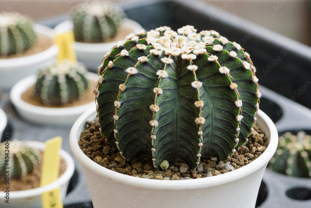 monstera buy online Buy Large Monstera Deliciosa Plant