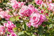 closeup of pink double tea roses in bloom with blurred background 