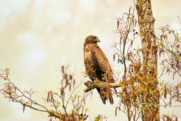 impressive buzzard, buteo buteo, sitting on a branch in the spring with copy space. dominant bird of