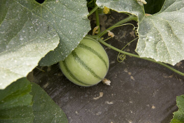 Wall Mural - naissance du melon