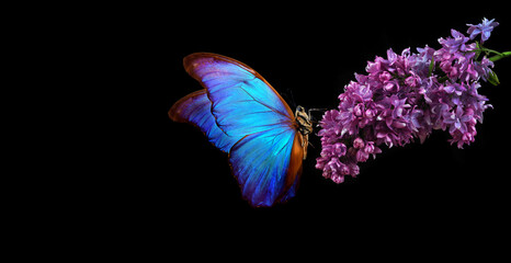 Beautiful blue morpho butterfly on a flower on a black background. lilac flower in dew drops isolated on black. lilac and butterfly. copy spaces.