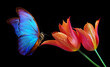 Beautiful colorful morpho butterfly on flowers on a black background. Tulip flowers in water drops isolated on black. Tulip buds and butterfly.
