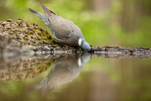 Common Wood Pigeon, Columba Palumbus, Drinking From Water On Riverbank. Grey Bird Standing On Ground In Summer Nature. Featehred Animal Leaning Over The Lake.
