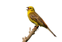 Yellowhammer, Emberiza Citrinella, Singing On Wood Isolated On White Background. Feathered Animal With Open Beak On Branch With Copy Space. Yellow Bird Sitting On Tree.