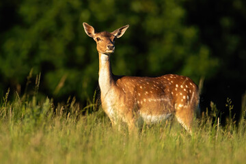 Wall Mural - fallow deer, dama dama, standing on meadow in summer evening sun. spotted female mammal looking on g