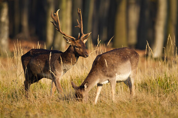 Wall Mural - couple of fallow deer, dama dama, grazing in forest in rutting season. stag and hind standing on dry