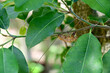 Close up of Cicada molting on the tree with nature background in the garden at Thailand.