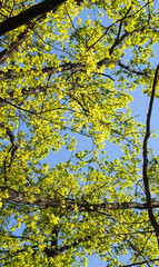 Poster - green foliage of tree crowns