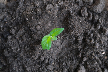 green sprout on the ground