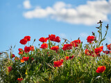 Fototapeta Natura - Field of natural poppies, Papaver Papaveraceae, with the sky out of focus at dusk
