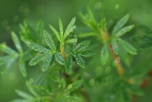 Green Leaves Od Drops Of Dew, Closeup Of Shrubby Cinquefoil Leaves., Nature Background Bokeh