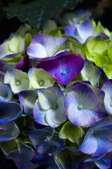 Wall Mural - Hydrangea plant in full bloom