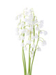  Five flowers of  Lily of the Valley isolated on white background.