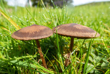 A Couple Of Brown Mushrooms Growing In A Lawn In A Garden.