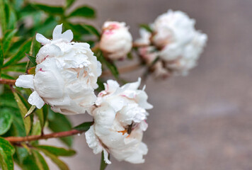 Wall Mural - Beautiful blooming pionies flowers in botanic garden.