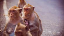 Mother And Her Baby Monkey.  Monkeys Macaque In  Thailand, South East Asia. Happiness Background Concept.