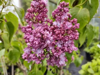 Syringa vulgaris 'Prince Wolkonsky'