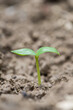 © zhikun sun - Little green seedlings growing in soil