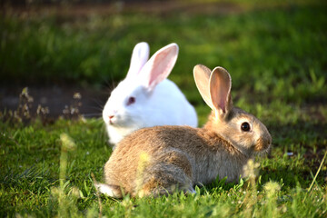 Two cute bunnies sitting outdoors,farming ,wildlife photo