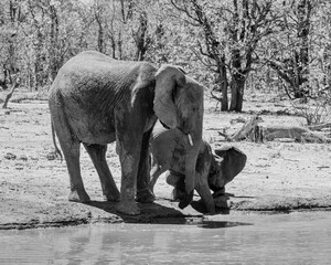 Wall Mural - African Elephants