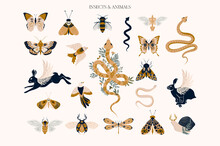 Set Of Mystical Animals And Insects Clipart. Editable Vector Clipart Illustration.