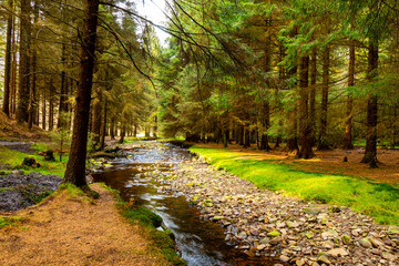 Canvas Print - Walking on a trail in the Peak Distrcit Snake Woodland park in UK