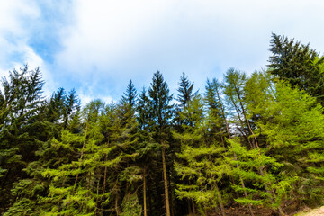 Canvas Print - Walking on a trail in the Peak Distrcit Snake Woodland park in UK