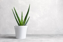 An Aloe Vera Plant In A Modern Pot On A Gray Concrete Background. The Concept Of Minimalism. Houseplants In A Modern Interior.
