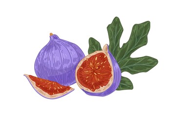 Ripe fresh full fig, its cut half and quarter with juicy fleshy pulp, seeds and leaf. Realistic exotic tropical purple fruits. Vintage hand-drawn vector illustration isolated on white background