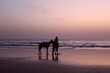 © Evgenia - horse on the beach in the sunset