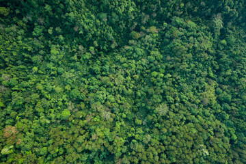 topview the treetops abstract background the rain forest and jungle.