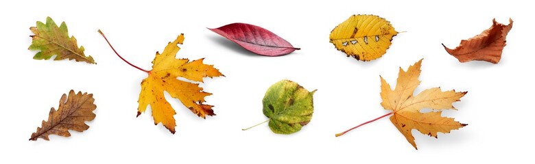 Wall Mural - a collection of dried, dry autumn tree leaves isolated on a white background for autumn thanksgiving