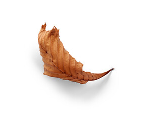 Wall Mural - a dried, dry autumn tree leaf isolated on a white background.