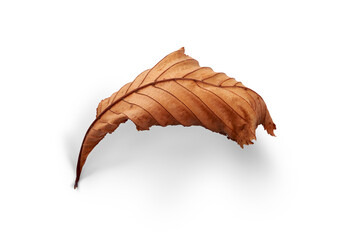 Wall Mural - a dried, dry autumn tree leaf isolated on a white background.