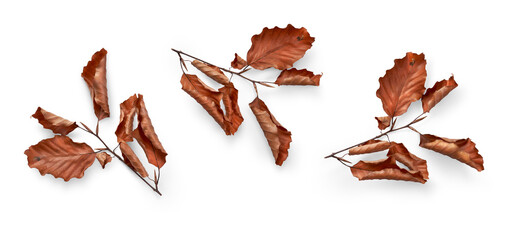 Wall Mural - a collection of dried autumn leaves on a branch, twig, isolated against a white background.
